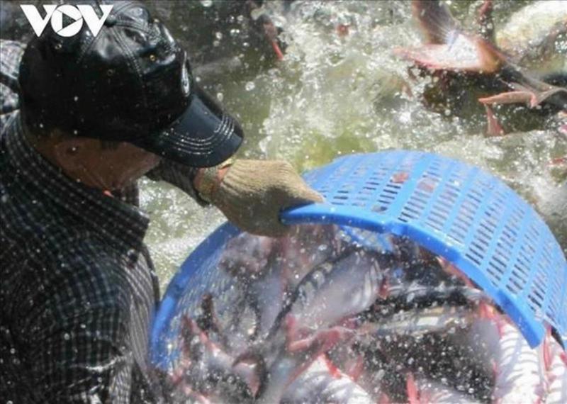 Hình ảnh thu hoạch cá tra tại vùng đồng bằng sông cửu long phản ánh nuôi trồng thủy sản ở nước ta hiện nay